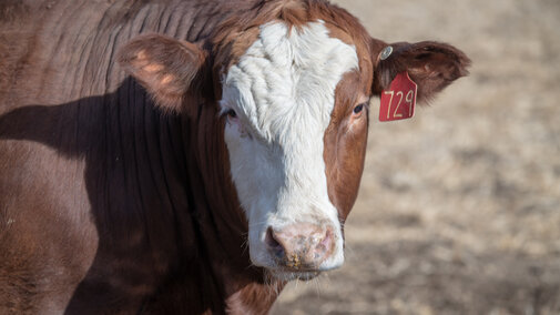 Feedlot steer