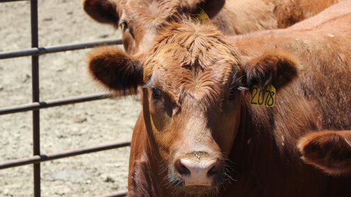 Feedlot steer