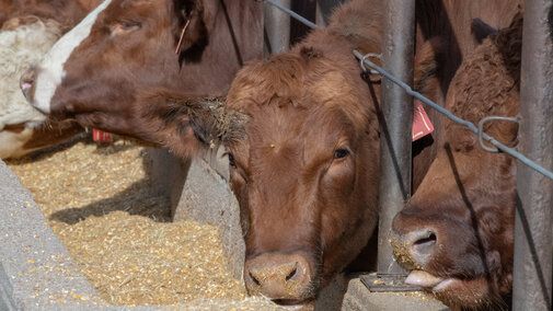 Steers at bunk