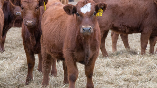 Weaned calves