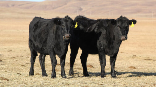 Second Calf Heifers
