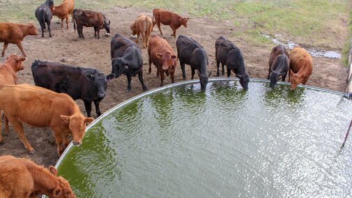 cattle drinking from a water tank