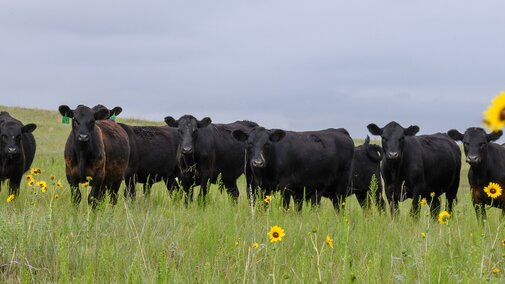 Yearling cattle on grass