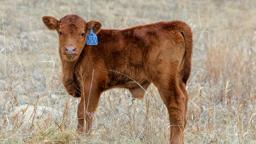Baby calf