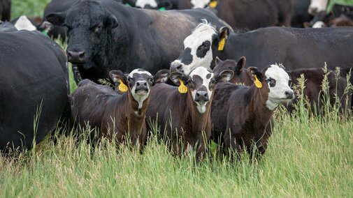 Cows and calves grazing
