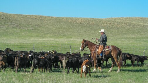 Rancher on horse