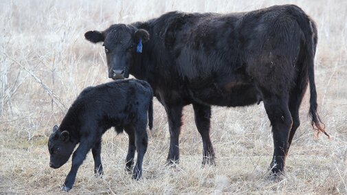 Cow and calf