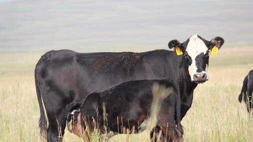 Black cow and nursing calf