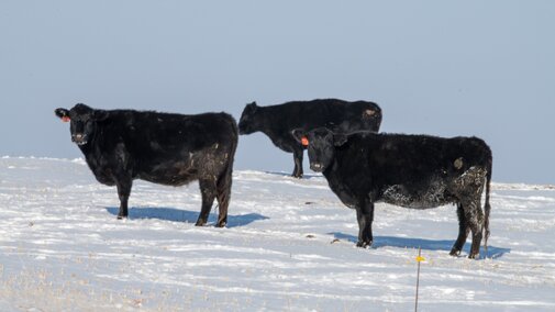 Cows in snow