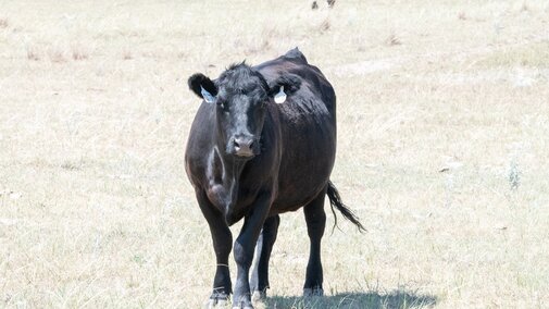 Drought cow