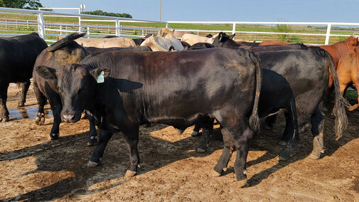 Feedlot steer