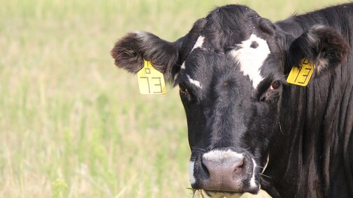 single cow looking at the camera