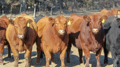 Feedlot steers