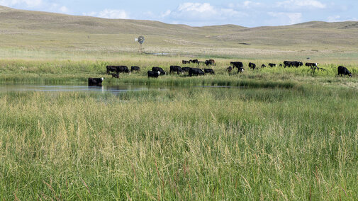 Cattle grazing near a small pond surrounded by tall green grass under a blue sky with scattered clouds. and a windmill