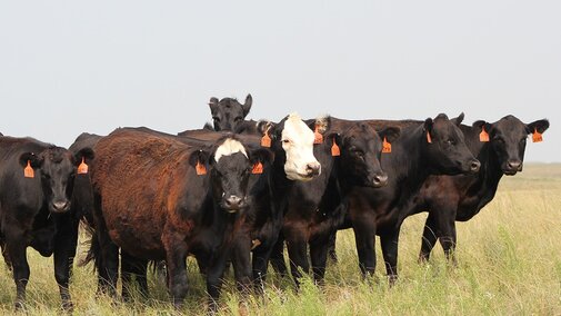 Group of black heifers, some with white faces, bunch in a group in a green pasture.