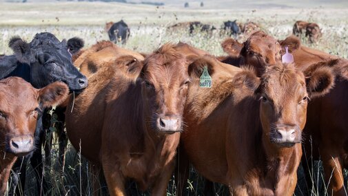 Heifers grazing in the pasture