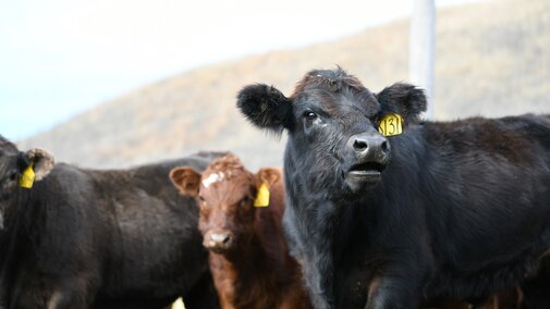 Weaned calves