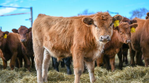 Weaned calves