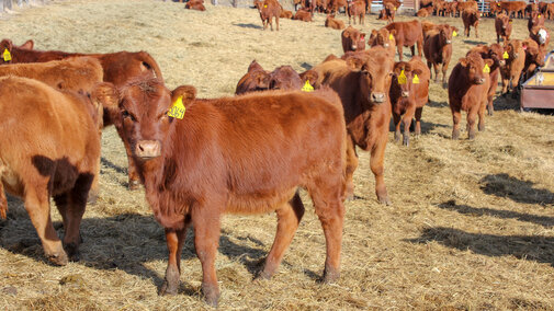 weaned calves