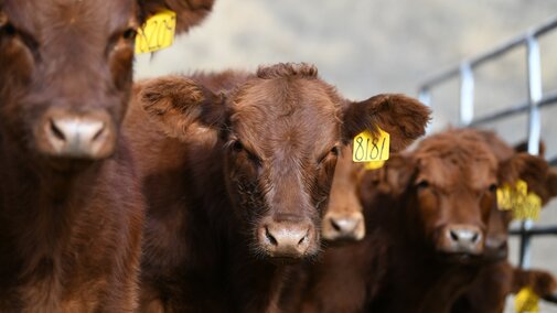 Weaned calves