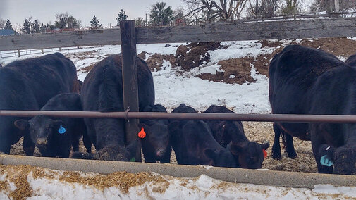 Cows and calves in confinement