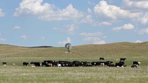 cows and calves in a field by a windmill