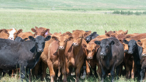 Yearlings on pasture