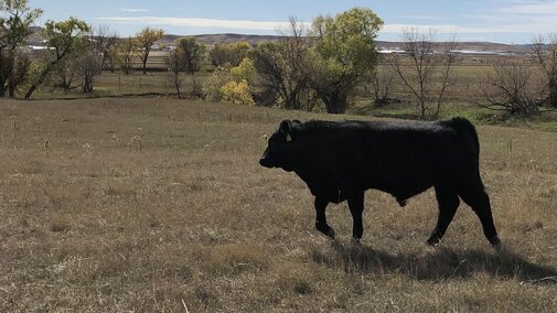 a young bull in a pasture