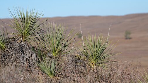 Yucca plants