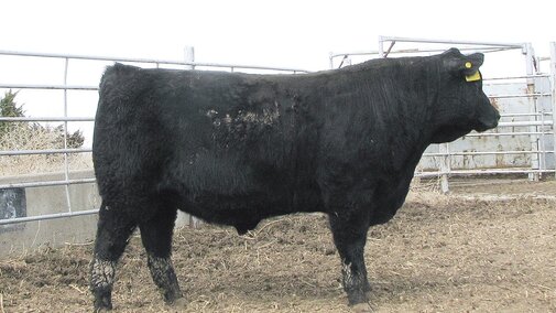 Profile of a beef cow