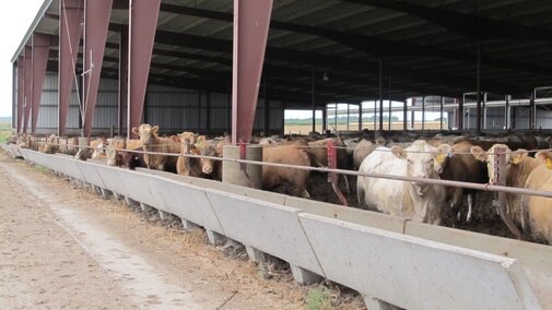 A group of cattle