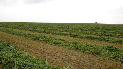 a field that has been harvested