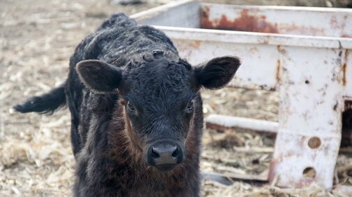 Young beef calf