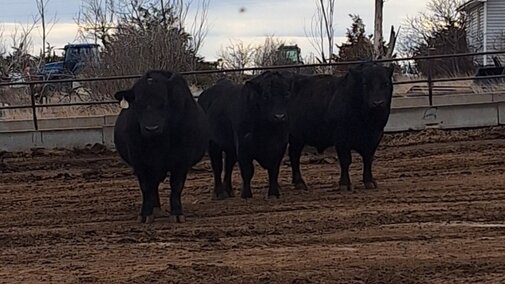 Three black bulls in a pen.