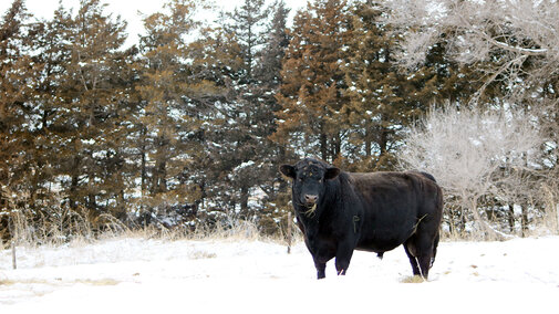 a bull in a snowy pasture