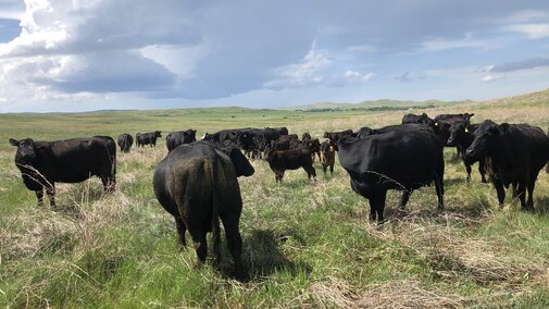 cattle grazing in a pasture