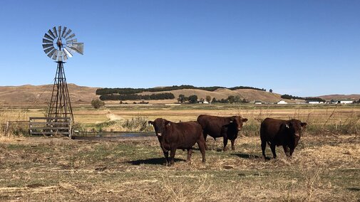 bulls standing by a windmill