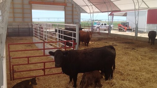 photo of cattle in a hoop barn