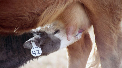 Calf suckling