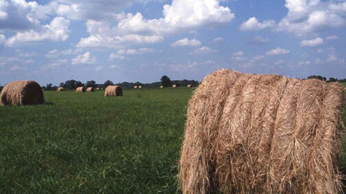 Bales of hay in a field
