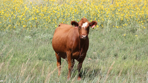 Cow standing in a field