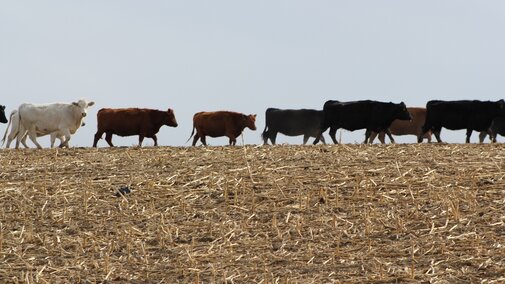 cattle grazing residue