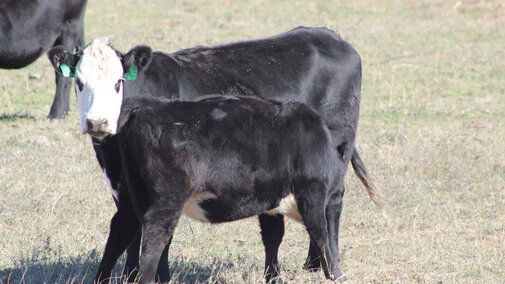 Calf in a field