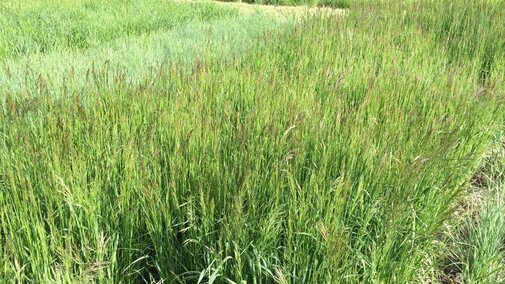 Cool-season perennial grasses