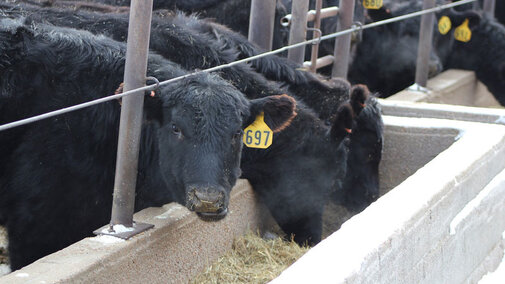 Cattle eating from a trough