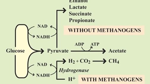 Chart showing glucose breaking down with and without methanogens.