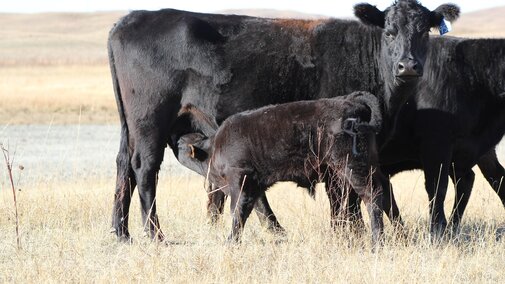 Cow and calf in a field