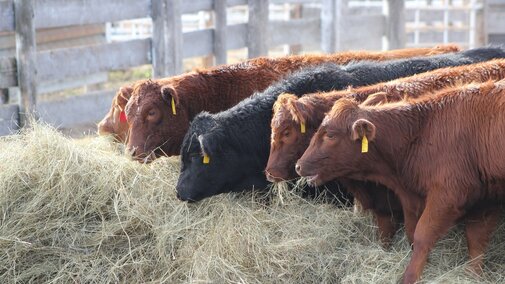 Group of cows eating hay