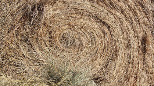 Close up of hay