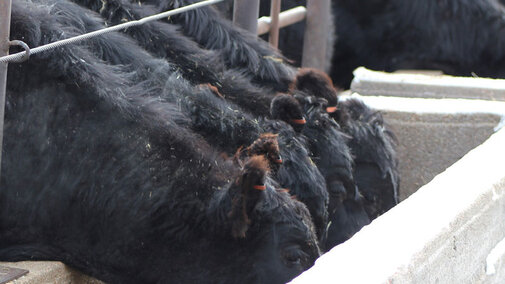 Cattle eating from a trough